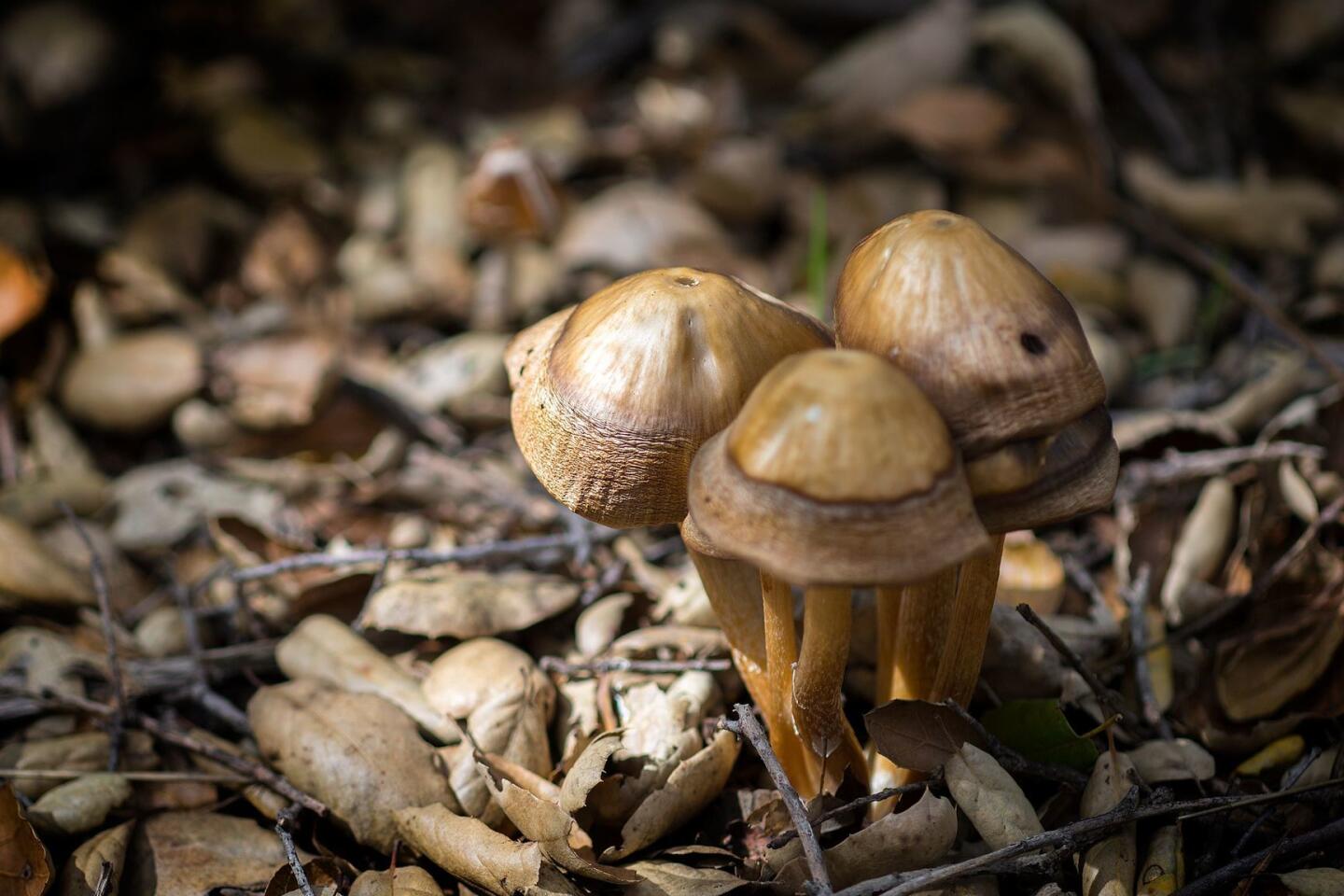 Exploring the magic and mystery of mushrooms with the L.A